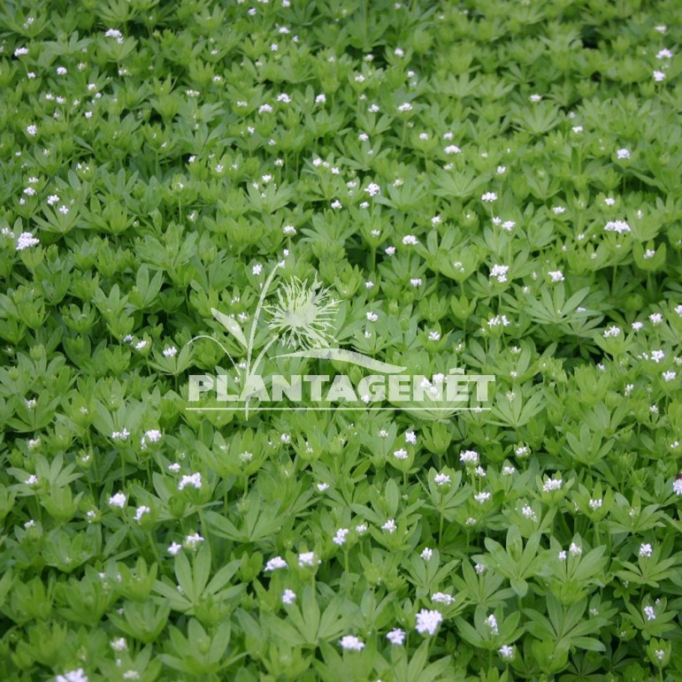 GALIUM odoratum / Aspérule ou Gaillet