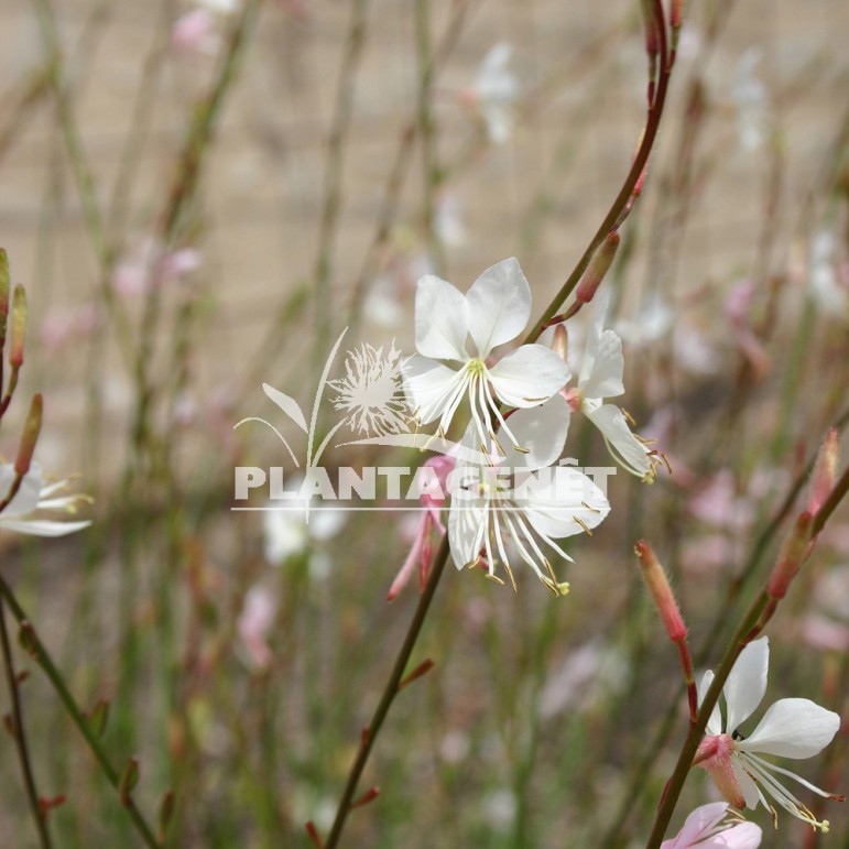  GAURA lindheimeri Whirling Butterflies 