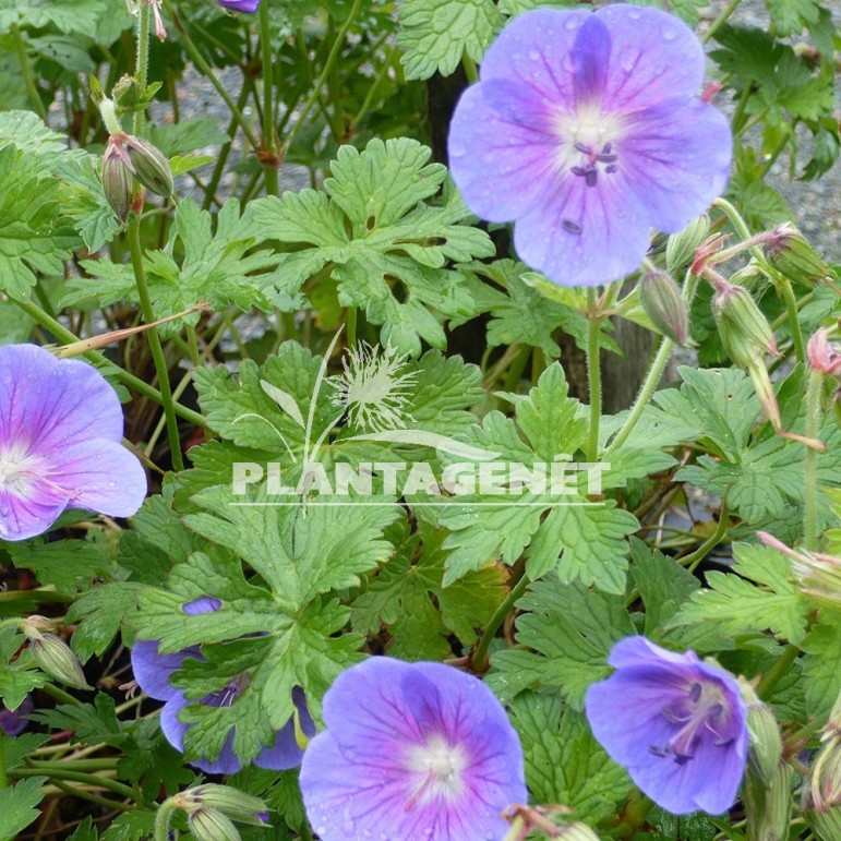  GERANIUM himalayense Gravetye  