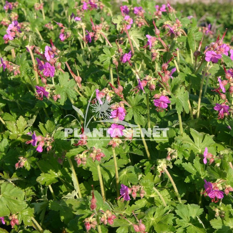  GERANIUM macrorrhizhum Bevan's Variety