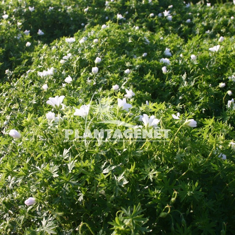  GERANIUM sanguineum Album  