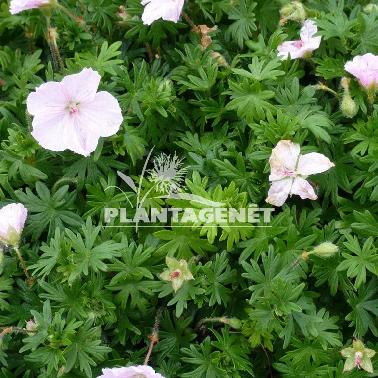  GERANIUM sanguineum striatum  