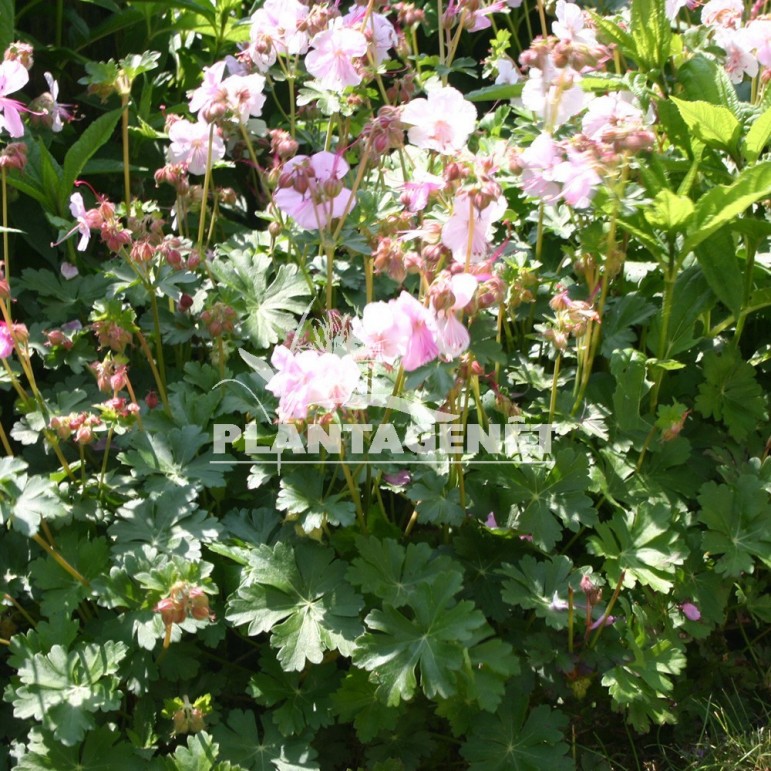  GERANIUM x cantabrigiense Biokovo  