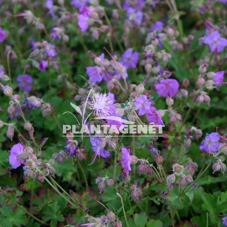  GERANIUM x cantabrigiense Cambridge  