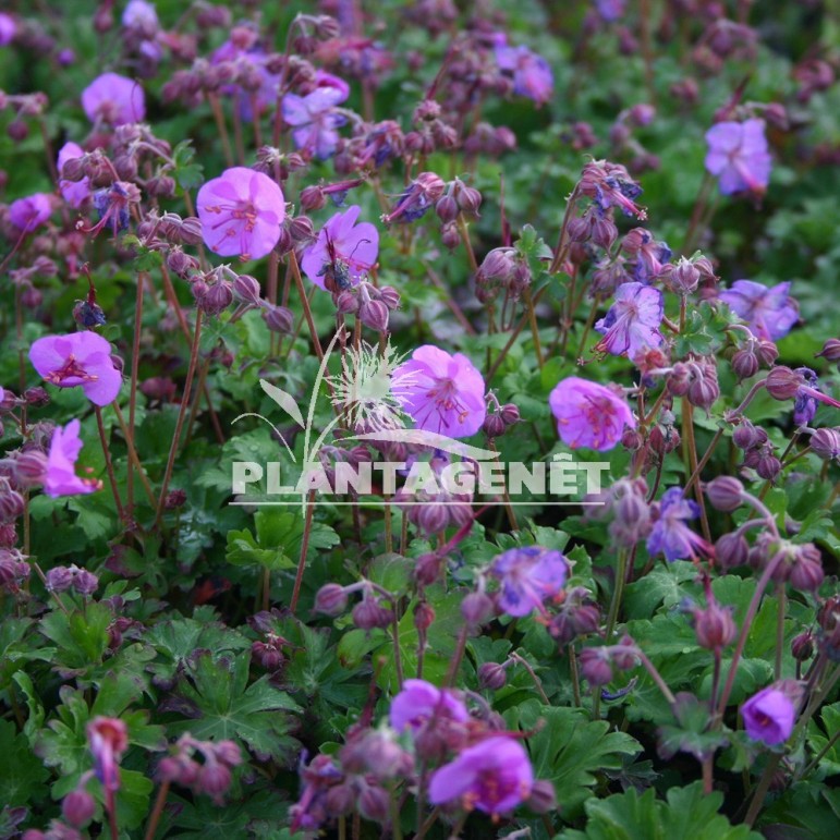  GERANIUM x cantabrigiense Karmina  