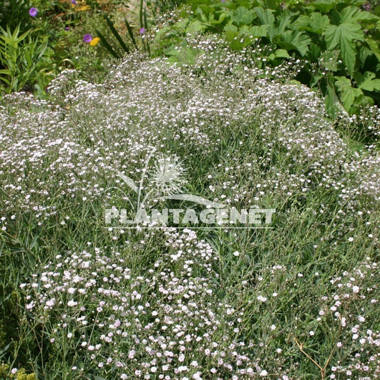  GYPSOPHILA Rosenschleier