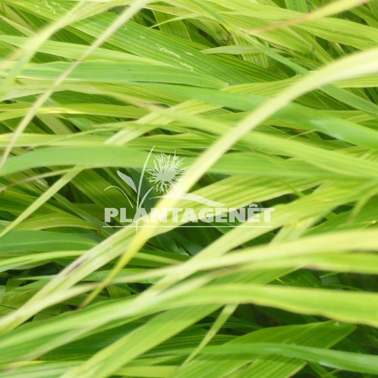  HAKENOCHLOA macra