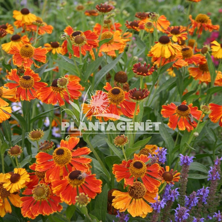  HELENIUM Waltraut