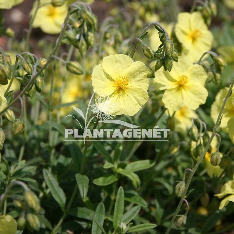  HELIANTHEMUM Wisley Primrose  