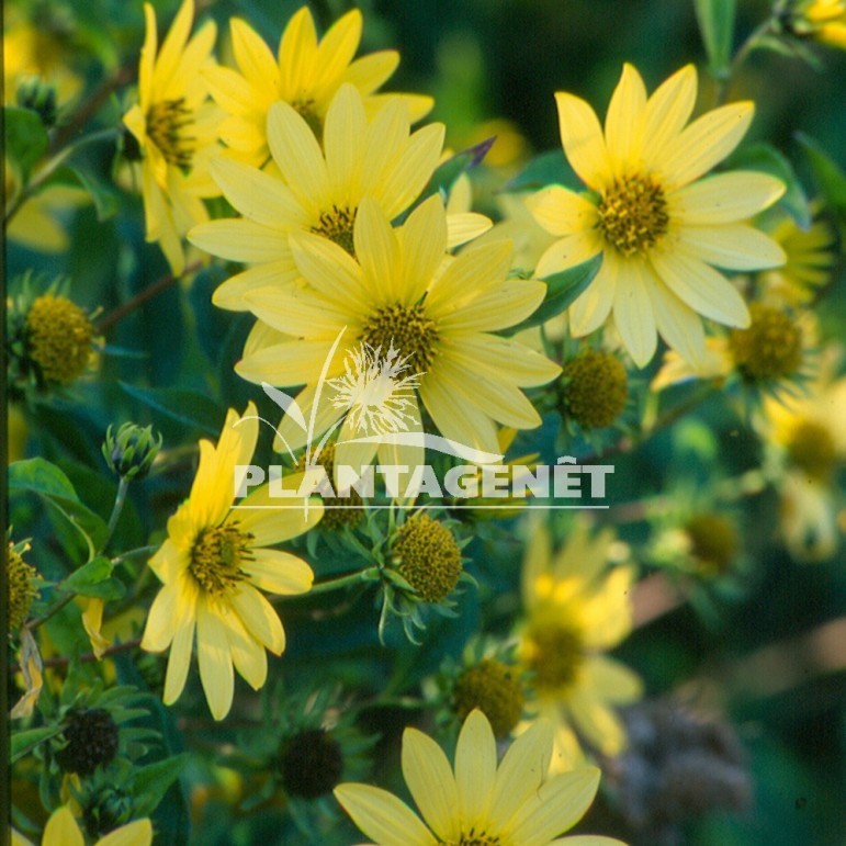  HELIANTHUS Lemon Queen  