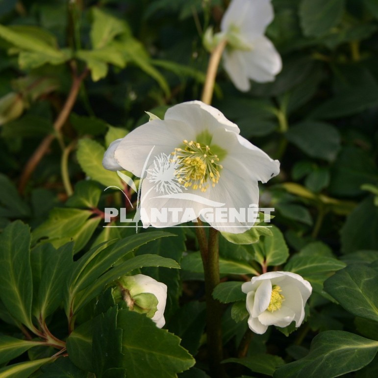  HELLEBORUS niger Praecox