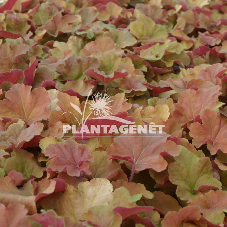  HEUCHERA Caramel®