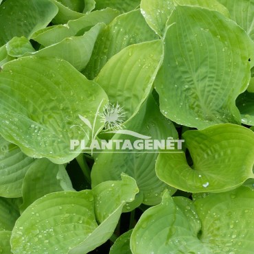  HOSTA Sum and Substance