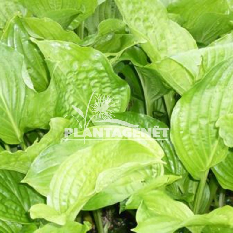  HOSTA plantaginea Royal Standard