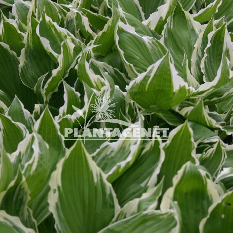  HOSTA undulata  var. albomarginata