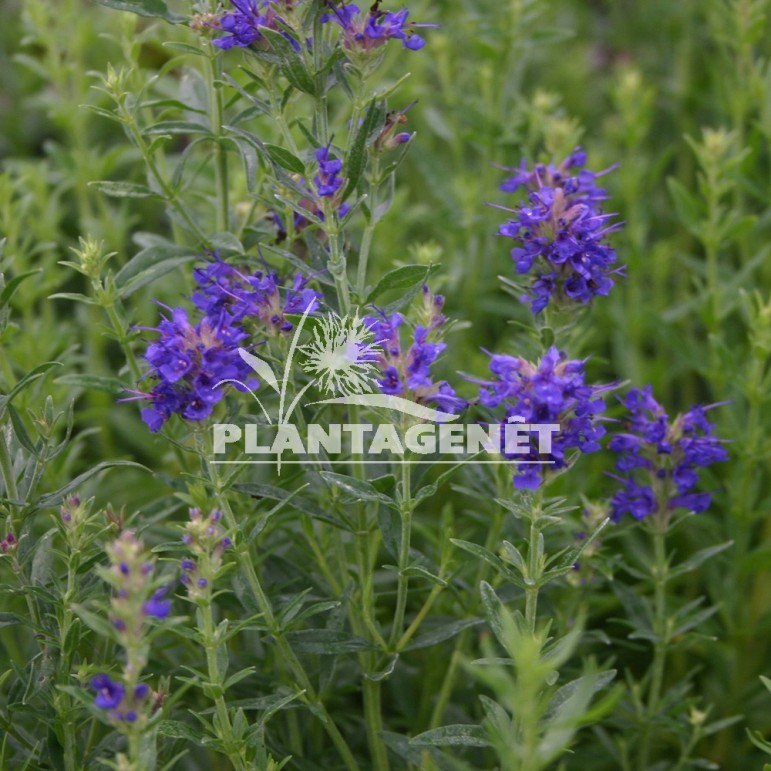  HYSSOPUS officinalis  ssp aristatus