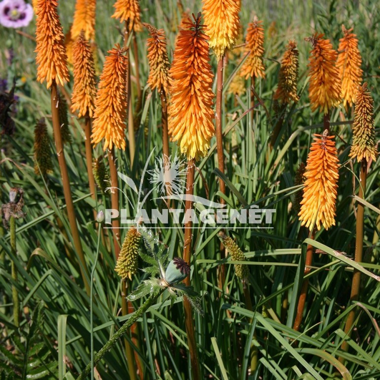  KNIPHOFIA Shining Sceptre