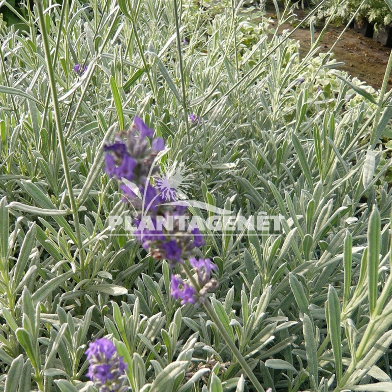  LAVANDULA Richard Gray