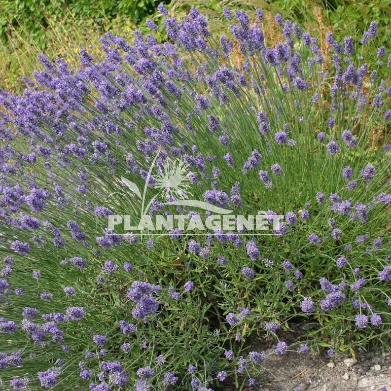  LAVANDULA x intermedia Hidcote Giant