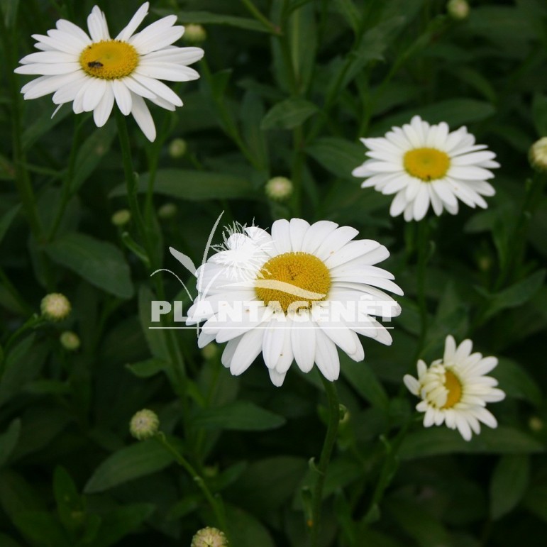  LEUCANTHEMUM x superbum Becky