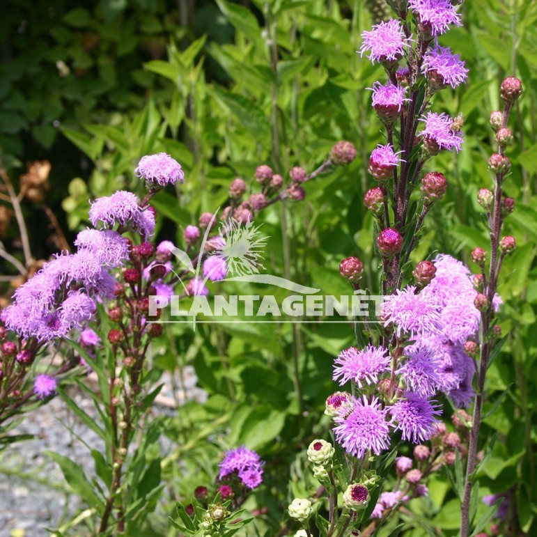  LIATRIS ligulistylis