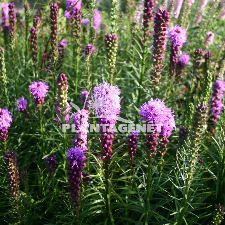  LIATRIS spicata Kobold