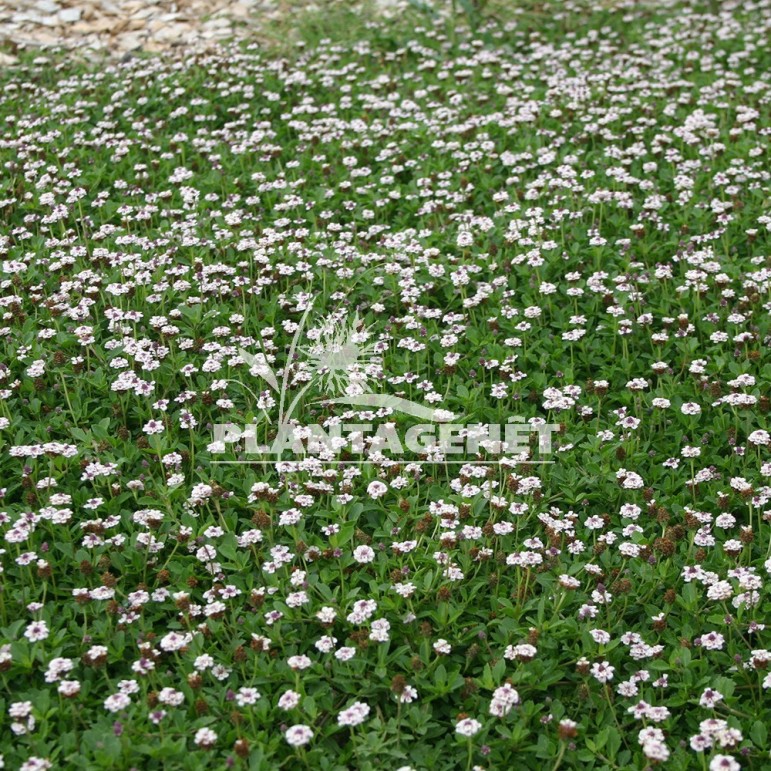  LIPPIA nodiflora