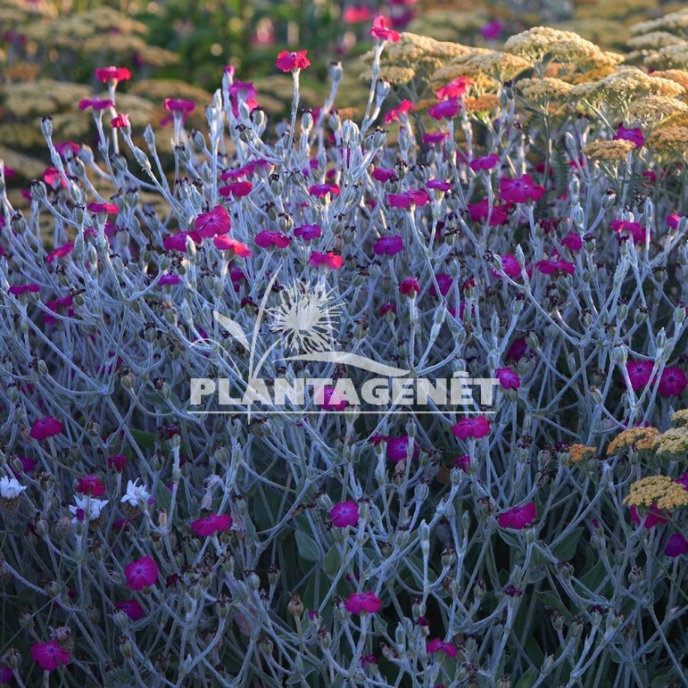  LYCHNIS coronaria