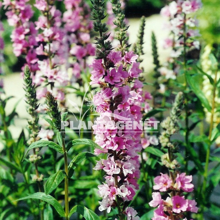  LYTHRUM salicaria Blush