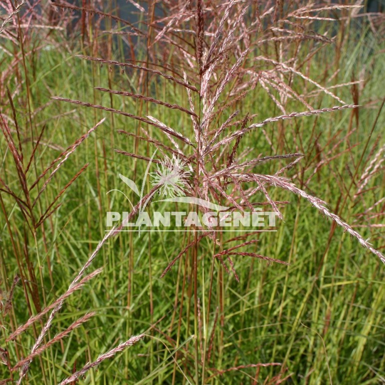  MISCANTHUS sinensis Dronning Ingrid