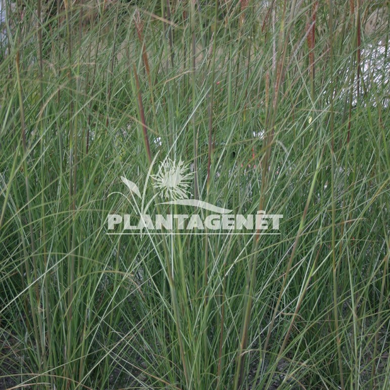  MISCANTHUS sinensis Sarabande