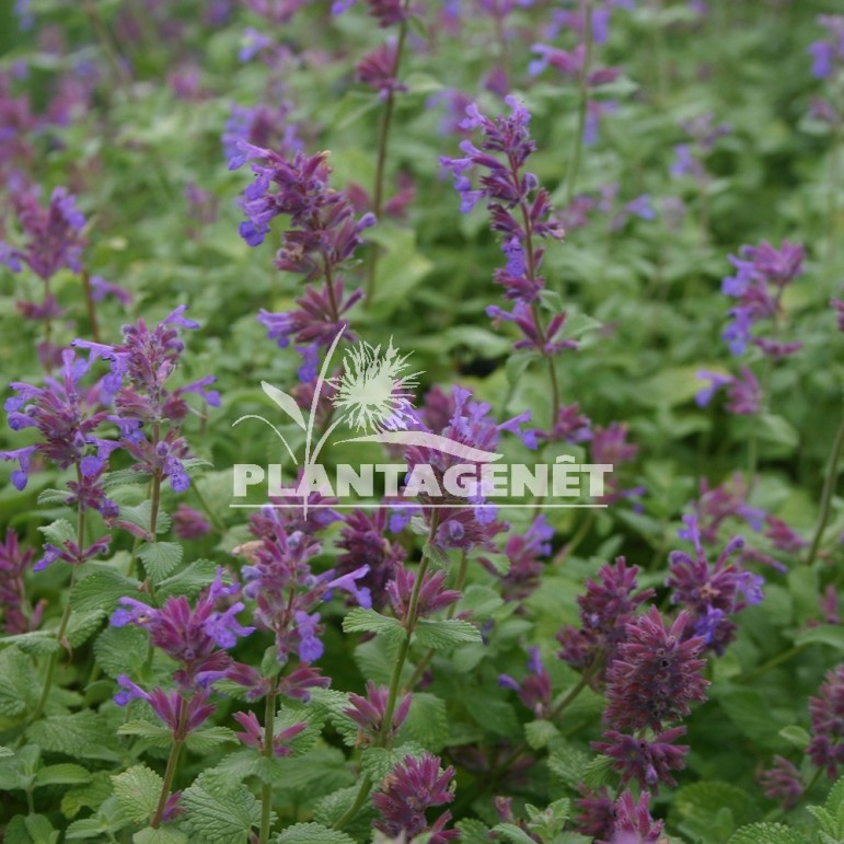  NEPETA racemosa Grog