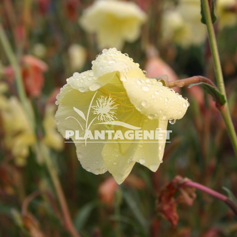  OENOTHERA stricta Sulphurea