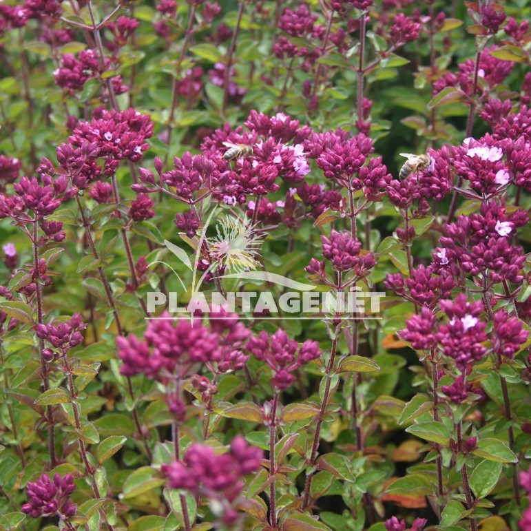  ORIGANUM Rosenkuppel