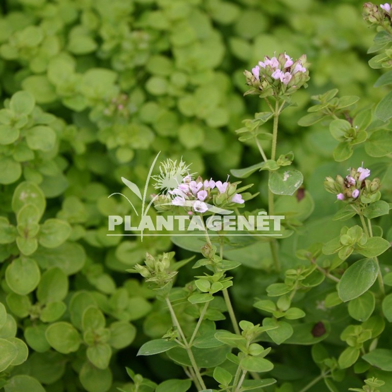  ORIGANUM  vulgare  Thumbles Variety