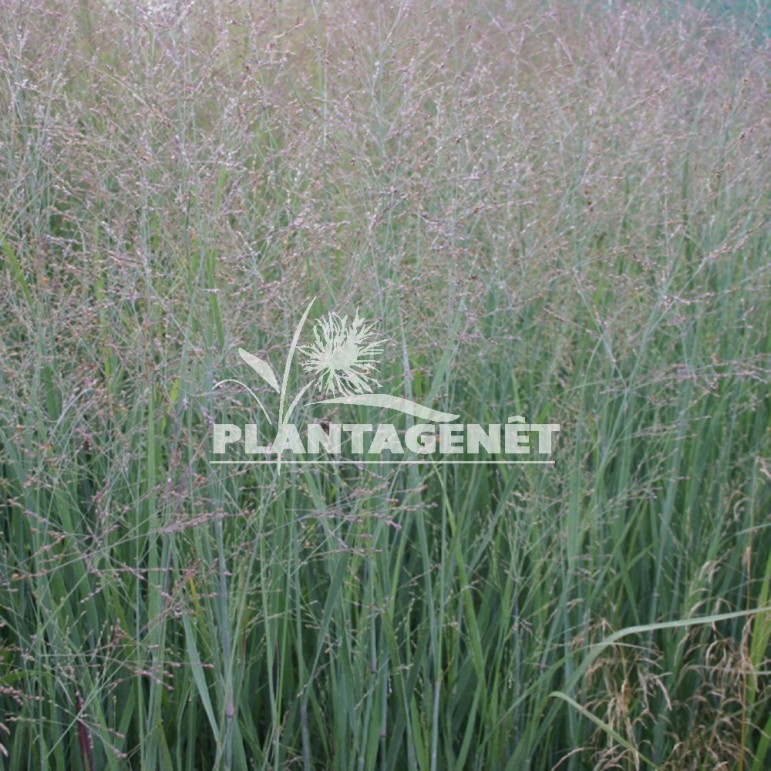  PANICUM virgatum Heavy Metal