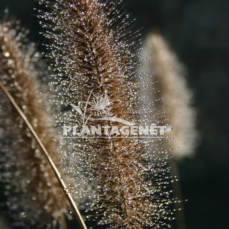  PENNISETUM alopecuroides Hameln