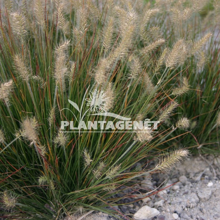  PENNISETUM alopecuroides Little Bunny