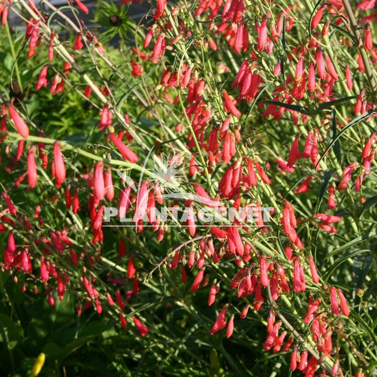  PENSTEMON barbatus Coccineus  