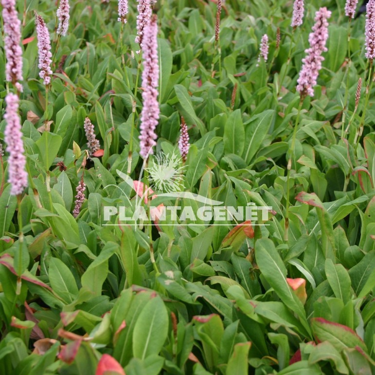  PERSICARIA affinis Darjeeling Red 