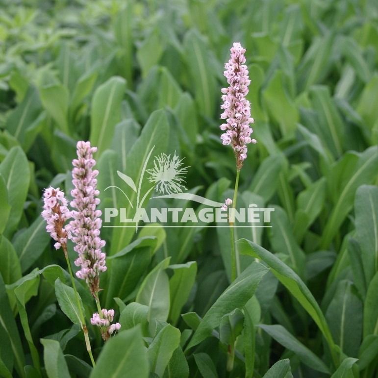  PERSICARIA affinis Kabouter