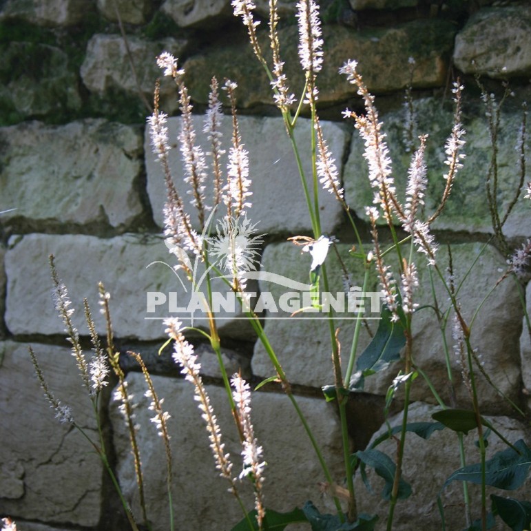  PERSICARIA amplexicaulis Alba  