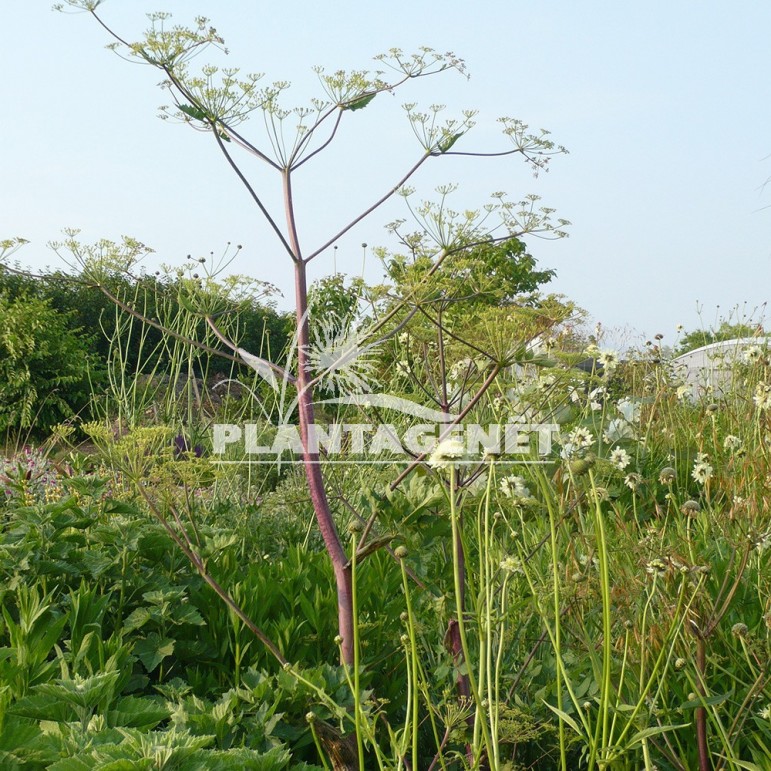  PEUCEDANUM verticillare