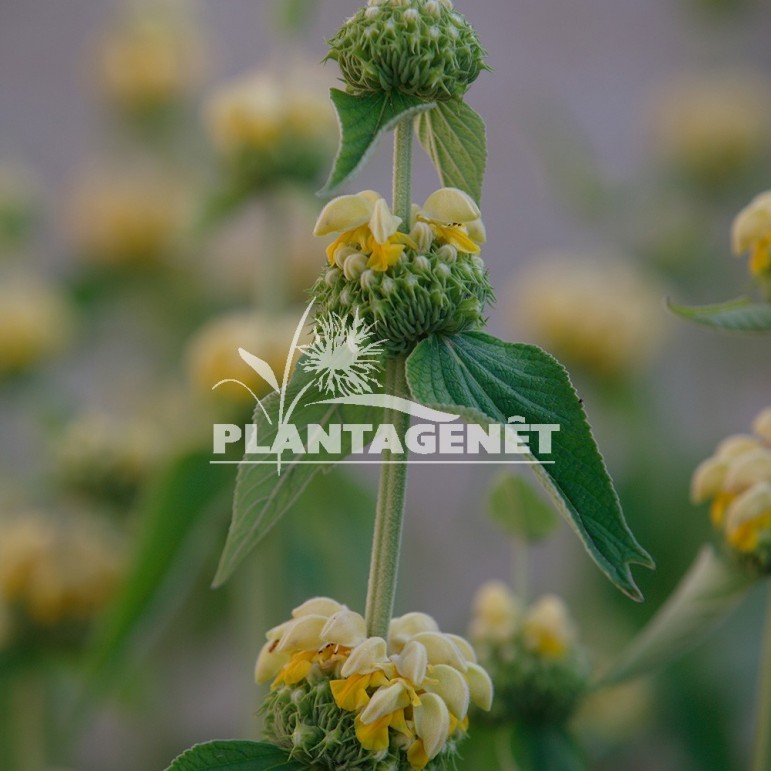  PHLOMIS russeliana