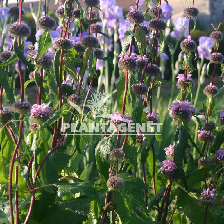 PHLOMIS tuberosa Bronze Flamingo