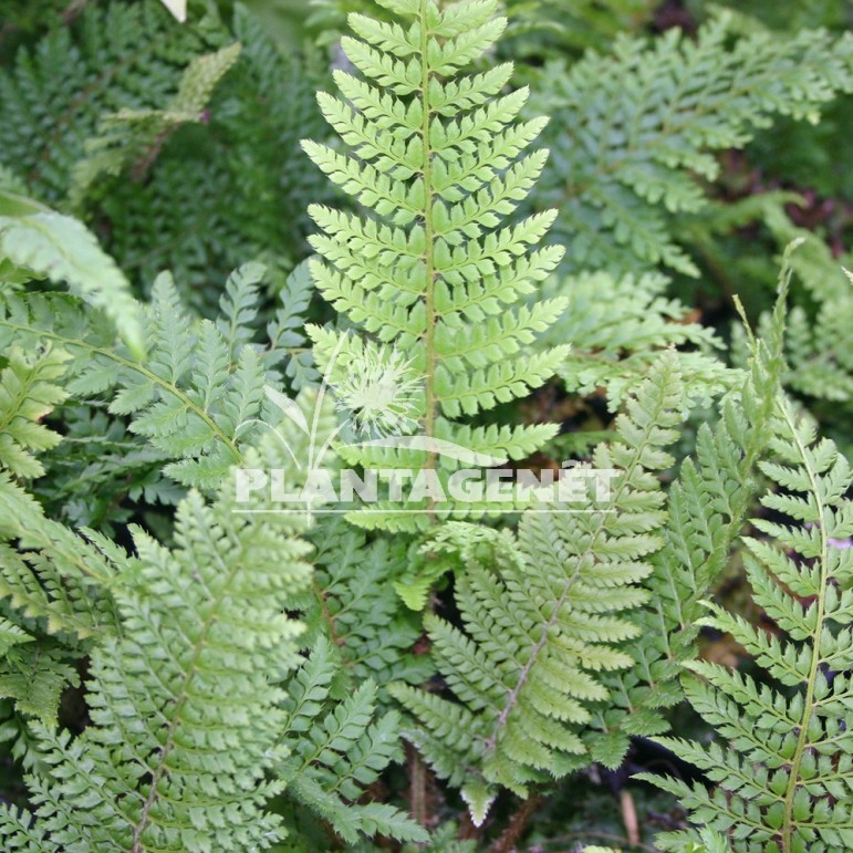  POLYSTICHUM setiferum Proliferum  