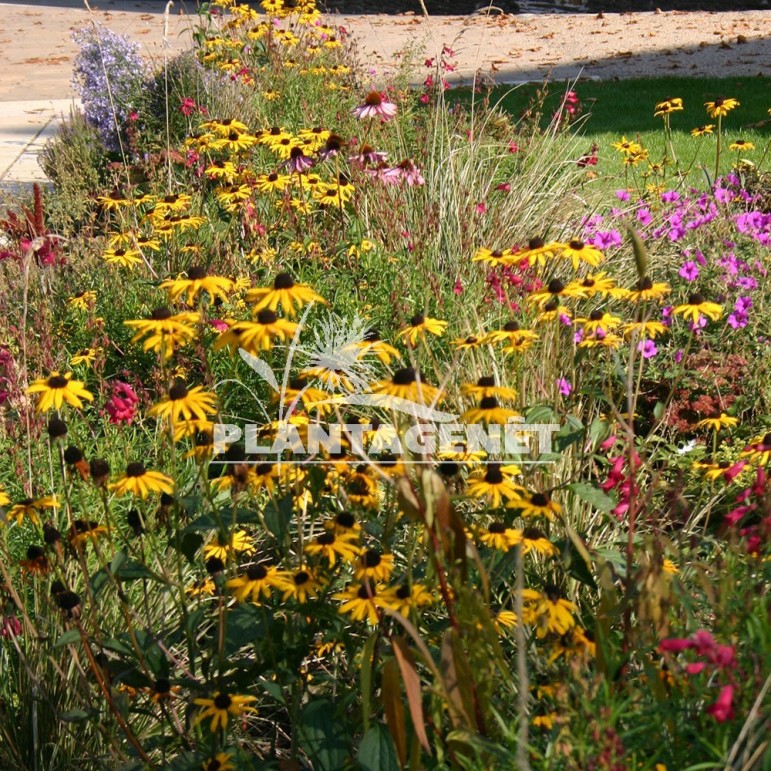  RUDBECKIA fulgida Goldsturm  