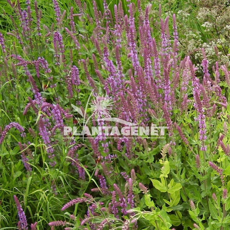  SALVIA nemorosa Amethyst  