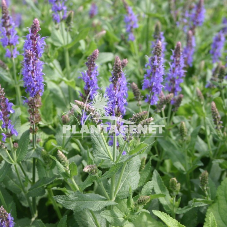  SALVIA nemorosa Blauhugel  