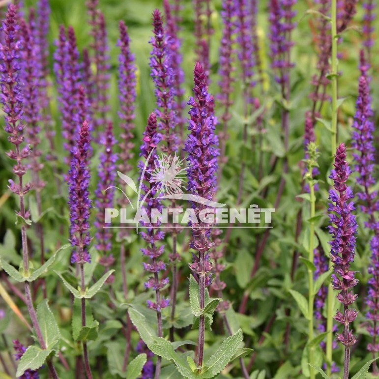  SALVIA nemorosa Caradonna  